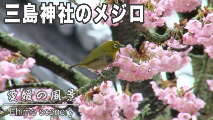 三島神社の薄墨寒桜も満開！メジロが嬉しそうに蜜をついばみます｜愛媛の風景（133）｜2025.03.16