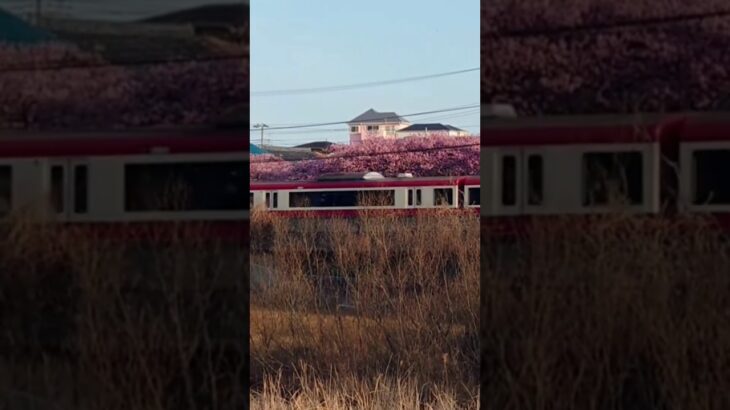 『河津桜×京急 2025 走行風景5連発』2025年3月1日