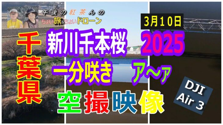 千葉県八千代市の桜の名所「新川千本桜」のドローン空撮映像2025。