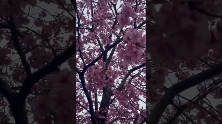 #河津桜 #桜 #2025桜 #日本の景色 #日本の風景 #sakura