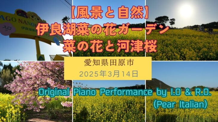 【風景と自然】菜の花ガーデン 河津桜 愛知県田原市  2025年3月14日