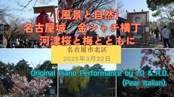 【風景と自然】名城公園 名古屋城ビュー 河津桜 名古屋市北区2025年3月22日