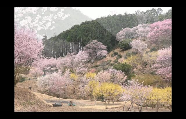 埼玉県小川町　小川町桃源郷　桜（2025年3月24日）