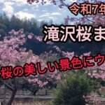 滝沢桜まつり　令和7年3月9日