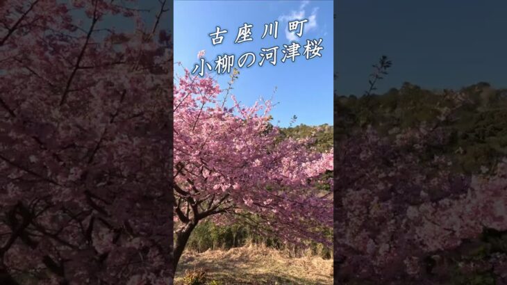 〖紀州百景〗小柳の河津桜は古座川の #絶景#sakura#桜 #ドローン #磯遊 #drone