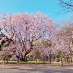 都立庭園に桜を見に行こう！ ～ドローン空撮による都立庭園の桜～short ver.