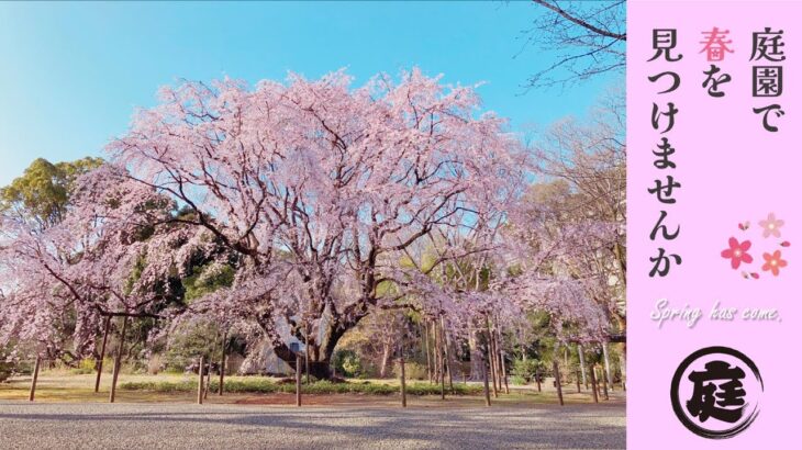 都立庭園に桜を見に行こう！ ～ドローン空撮による都立庭園の桜～short ver.