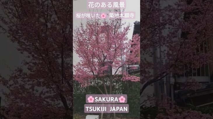 花のある風景　🌸寒緋桜が咲いた　築地本願寺　#shorts #花のある暮らし #築地 #tsukiji #花のある風景 #桜  #sakura #garden #GARDEN #築地本願寺 #築地市場