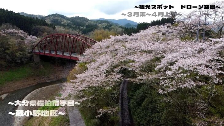 【観光】蔵小野_桜_花見 大分県佐伯市_ドローン空撮_２０２４tourist spot