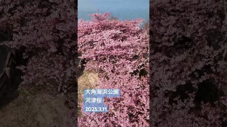 大角海浜公園　満開の河津桜をドローン空撮