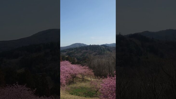 茨城県フラワーパークの河津桜 #茨城県#河津桜#茨城県フラワーパーク#風景写真