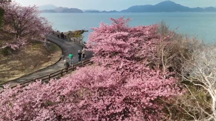 大角海浜公園　満開の河津桜をドローン空撮