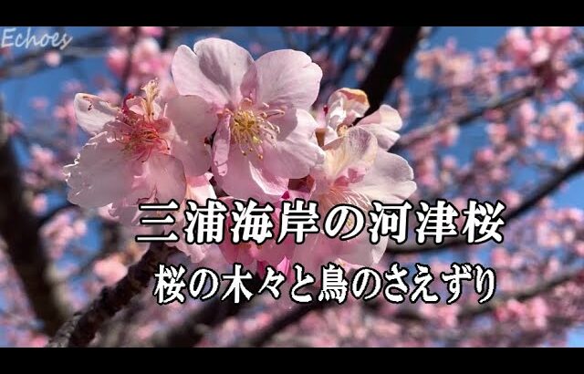 【春の癒し】三浦海岸桜まつり｜河津桜の美しい風景と鳥のさえずり