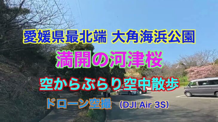 大角海浜公園 河津桜満開 ドローン空撮