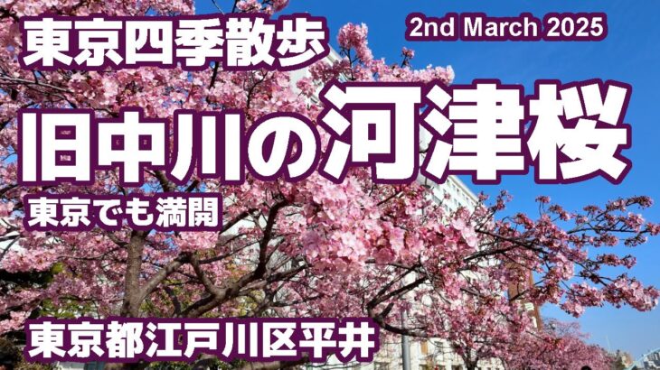 【絶景】東京・旧中川の河津桜が満開！春の色彩をお届け