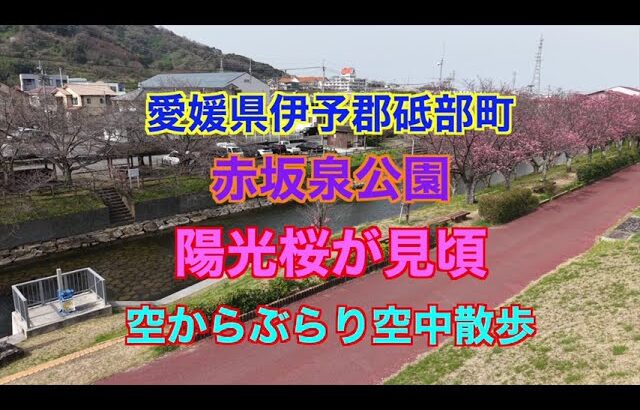 砥部町 赤坂泉公園 陽光桜 ドローン空撮