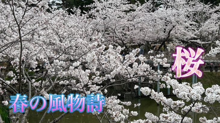 ドローン空撮❗️宮崎県延岡市、高野町　カン桜🌸満開