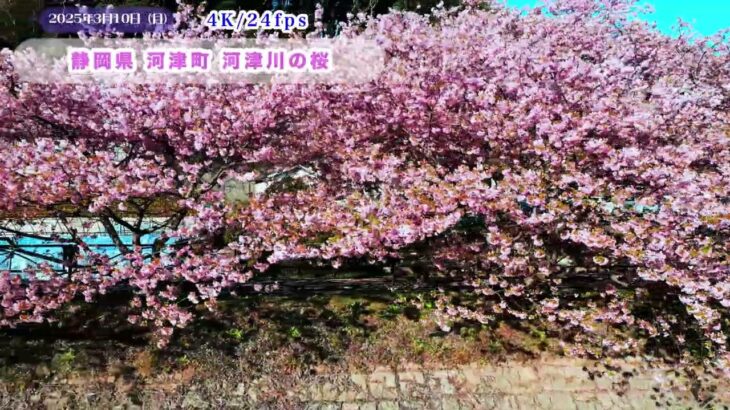 【河津桜】ドローン空撮